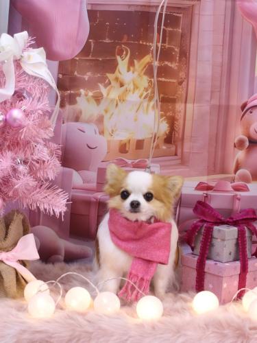 20241204りくくん